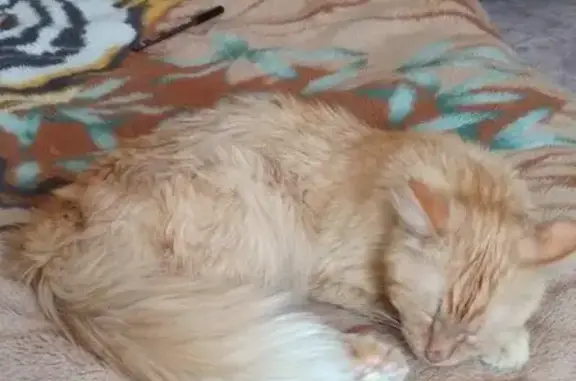 Найден Рыжий кот Бароша, ищет дом в Южно-Чемском районе