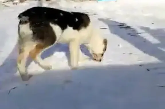 Пропала собака на улице Колхозной, Тула