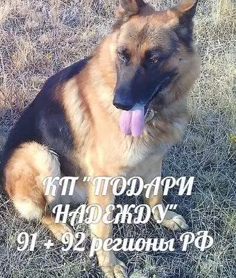 Пропала собака в Феодосии 08.03.2018, помогите найти!