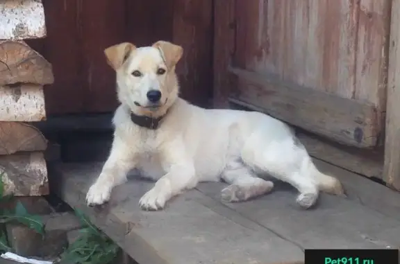 Пропала собака в Пучеже, Карелия (Бади, без ошейника)