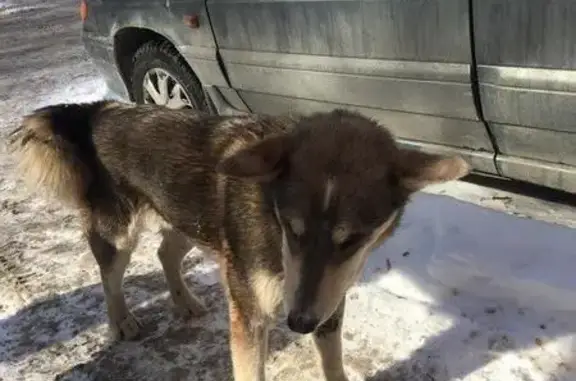 Найдена собака на мехзаводе в Самаре