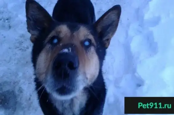 Найден слепой пёс на ул. Комсомольская в Павлово