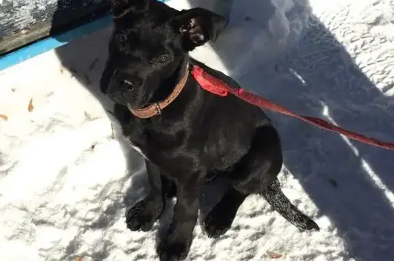 Найден чёрный щенок в Пионерском, Екатеринбург