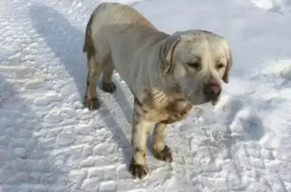 Пропала собака в Альметьевске, нужна помощь