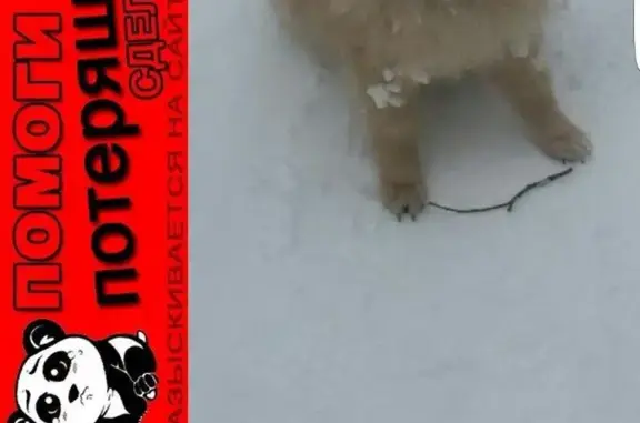 Пропала собака в Крылатском: щенок шпица, возраст 5 мес, светло-бурый окрас.
