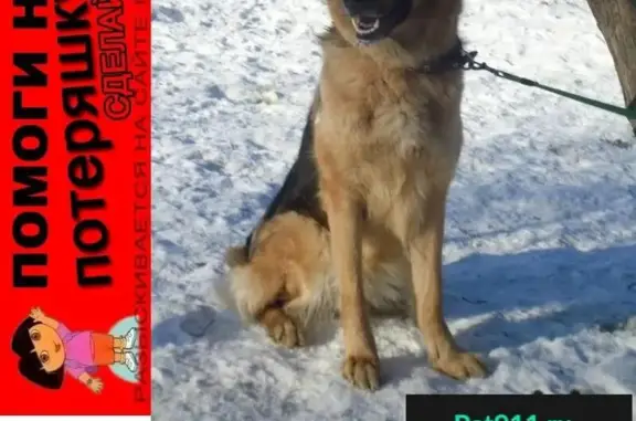 Пропала собака в районе ул. Ильича, Ногинск