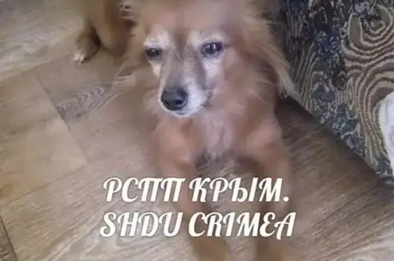 Найдена собака в Севастополе, ищем старых хозяев!