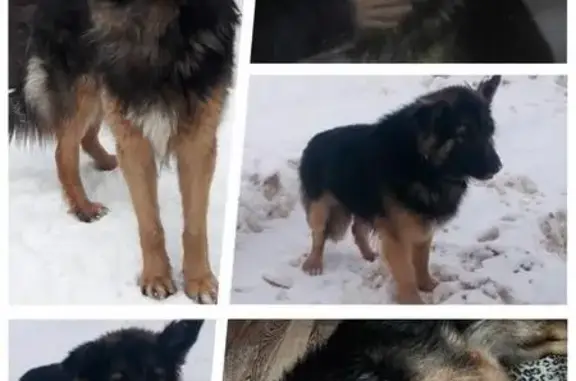 Найдена собака в г. Минск, ищем хозяина
