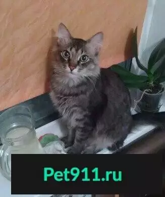 Пропал кот на ул. Скальной, Мурманск