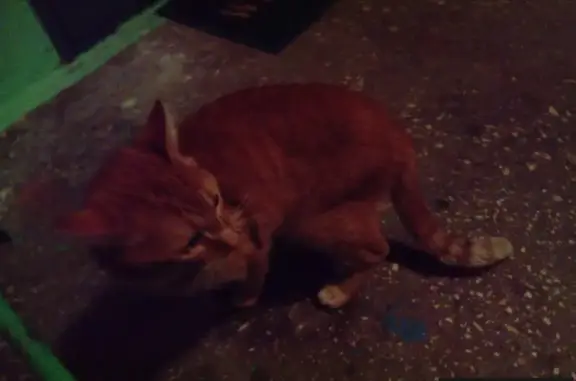 Найден рыжий кот в Мурманске: потеряшка или выбросили?