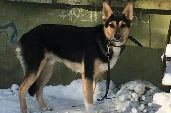 Найдена собака на ул. Спартака в Мурманске