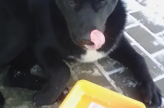 Найден молодой пёс в Серпухове с белым пятном на груди