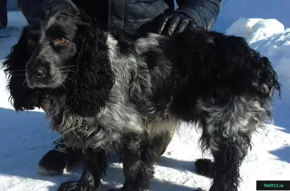 Собака возрастная найдена на Оборонной 10 в Твери