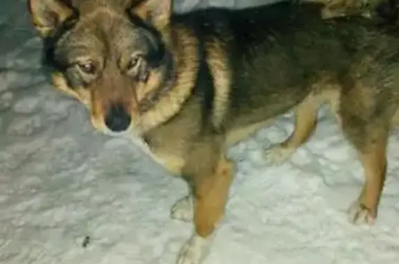 Пропала собака в Новоалександровке, Москва