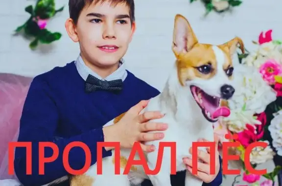Пропала собака Хито в Якутске, адрес магазина Радуга, помогите!