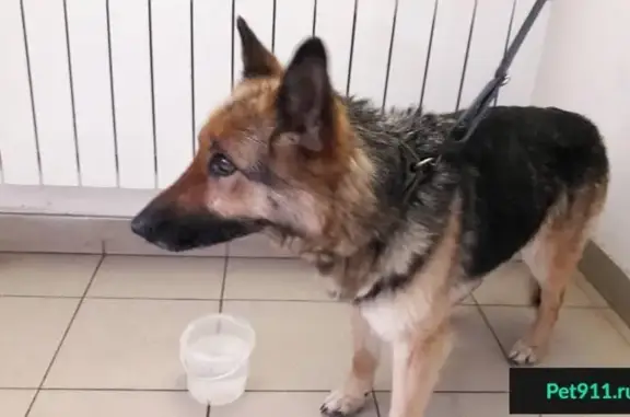 Найдена собака, нужна помощь в Минске