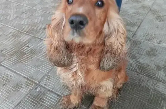 Найдена собака в Всеволожске на ул. Невской