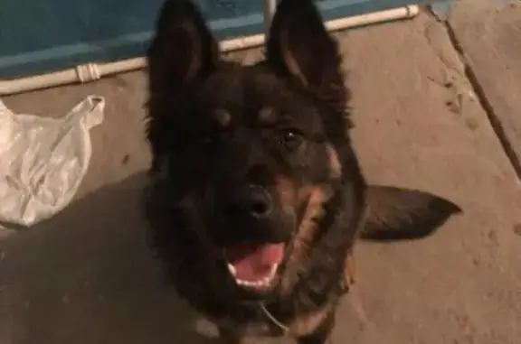 Пропала собака Рекс в Ростове