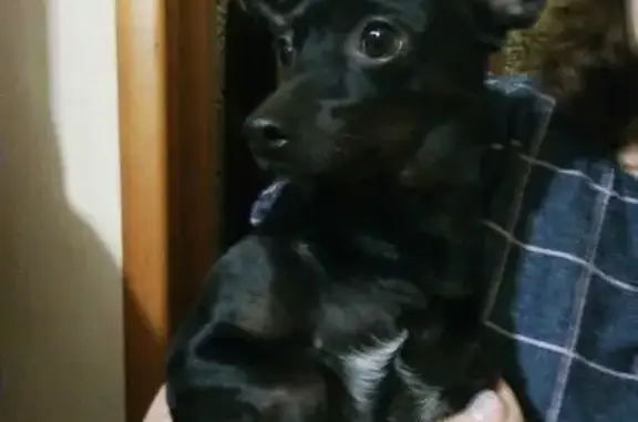 Найдена ручная черная собака около магазина Любава в Междуреченске