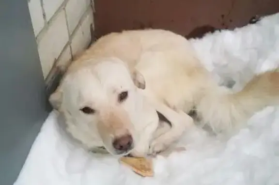 Найдена собака в Юго-западном районе Воронежа