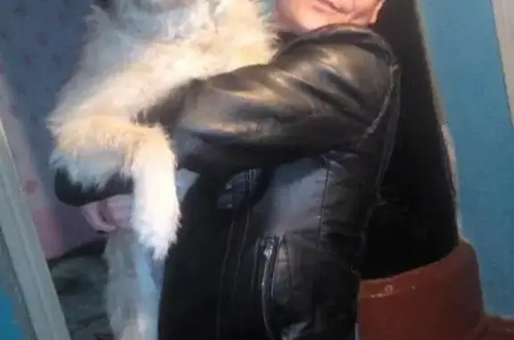 Собаки потеряшки, Камышин, фото: Потеряшка собака в Камышине, помогите!