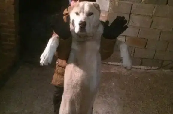 Пропала собака Гера в Ново-Савинке, Магнитогорск