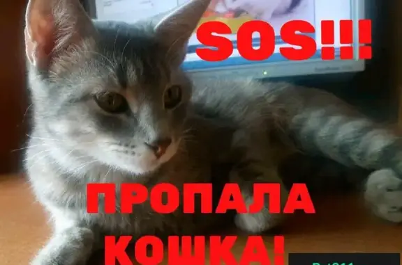Пропала кошка в Районе Новостройка, вознаграждение за находку!