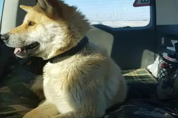 Найден рыжий пёс на объездной дороге недалеко от Тобольского тракта