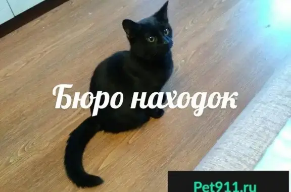 Найден черный котенок в Архангельске
