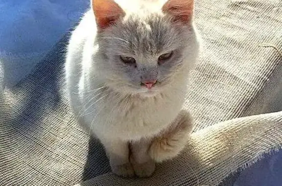 Найден белый кот в Коломне, нужна помощь!