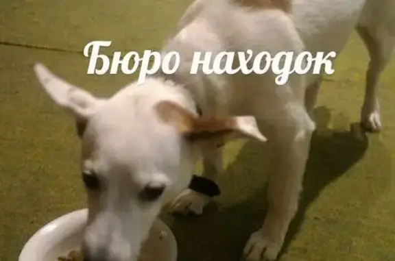 Найдена собака на Бойчука 2, Архангельск
