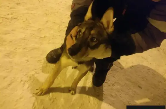 Найдена собака в Челябинске, район Производственная/Воровского, нужна передержка!
