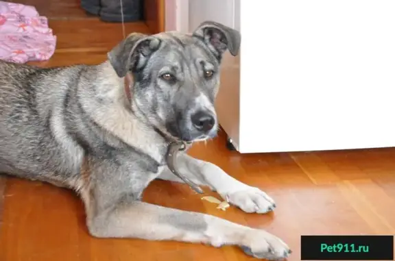 Пропала собака Бася в Твери, Комсомольский пр-т. Помогите!