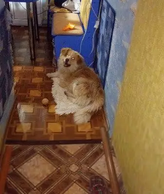 Пропала собака в Лениногорске, помогите найти!