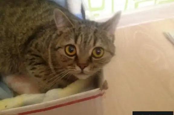 Найдена кошка с котёнком в Ижевске