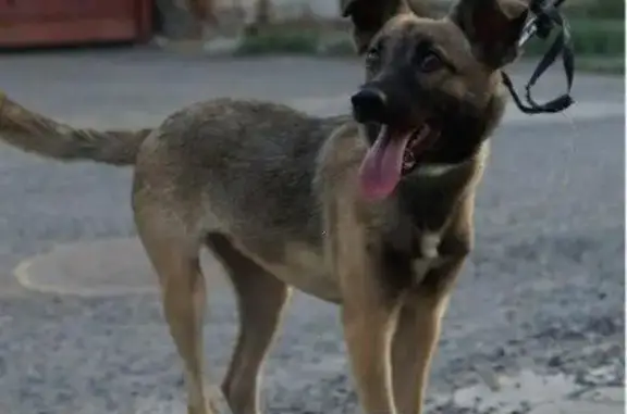 Пропала собака Дуся в Ростове, нужна помощь в поиске!