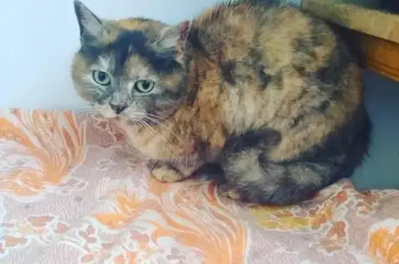 Найдена кошка МАРФУША в Волгограде