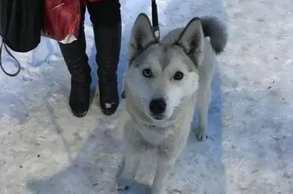 Найдена собака на улице Кленовая