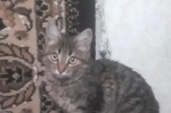Пропала кошка на ул. Бела Куна 31, Симферополь