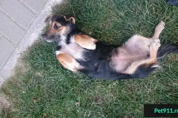 Найдена собака в районе ЖК Симфония, Краснодар