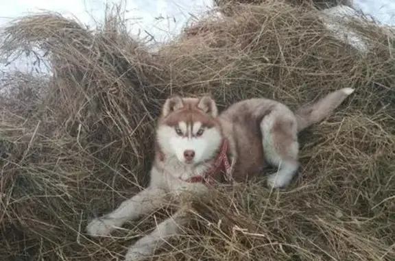 Пропала собака в Воскресенске, Московская область