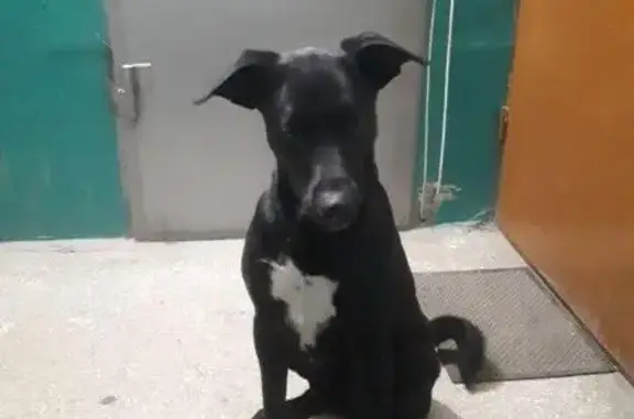 Найден черный пёс (Екатеринбург)