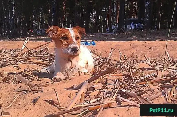 Пропала собака в Саратове: Джек рассел терьер 