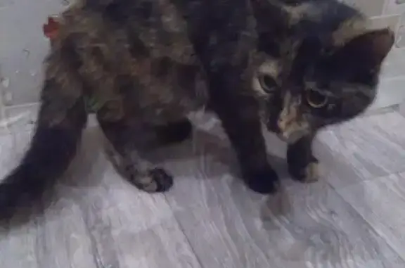Найдена кошка в Ленинском районе Саратова