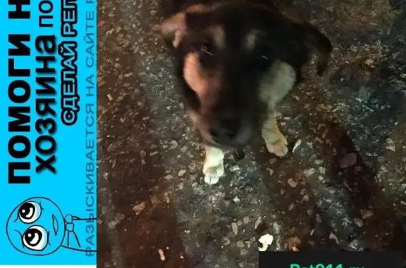 Найдена собака с ошейником у метро Победы, Казань
