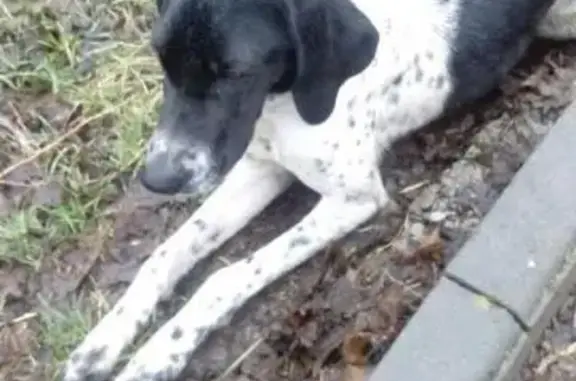 Найдена собака породы пойнтер в Кисловодске