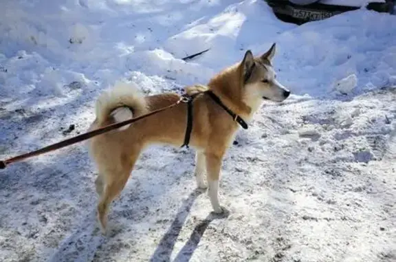 Найдена собака в центре Пушкино