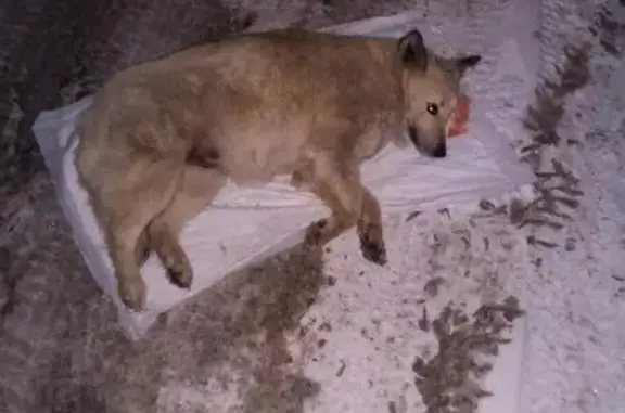 Найдена собака в Бузулуке, нужна помощь!