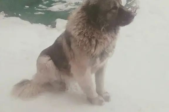 Пропала собака в р-не Филейки, Москва