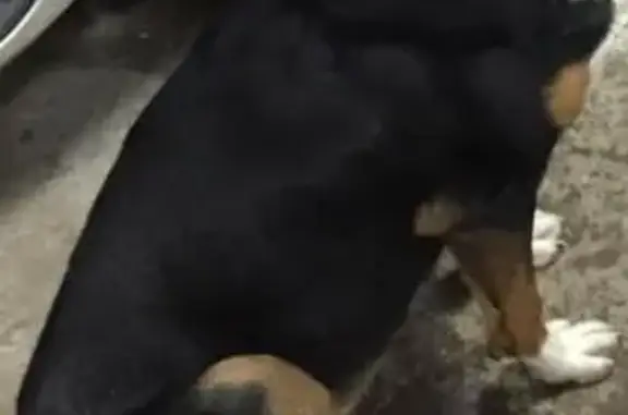 Найдена собака на Киевском шоссе в Москве